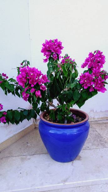 istock flower in blue big pot, bougainvillea 2166146469