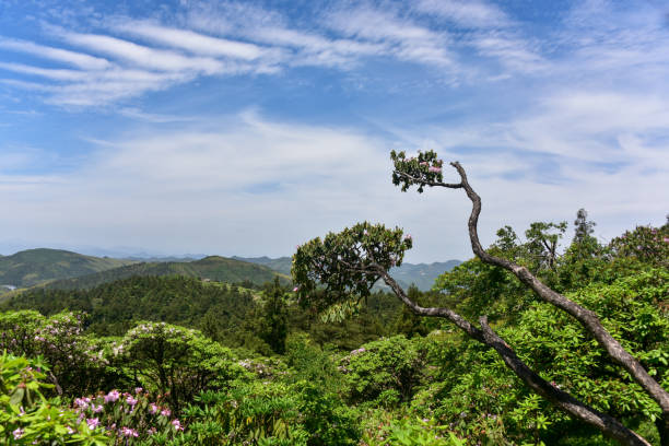 Rhododendron on mountains in Summer