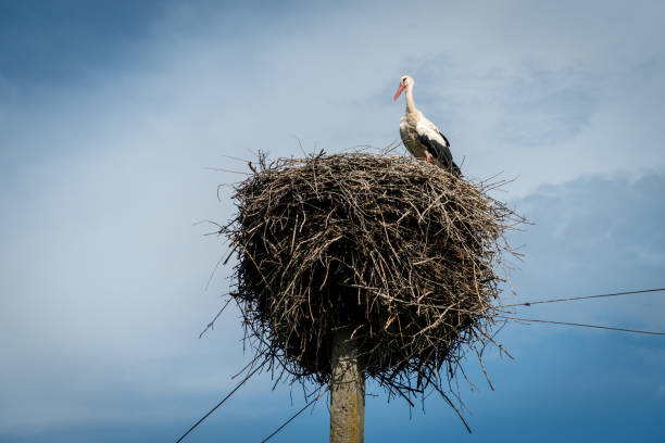 istock One stork in a nest built on electric pole. 2166150463