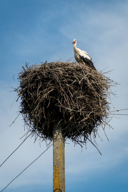 istock One stork in a nest built on electric pole. 2166150464