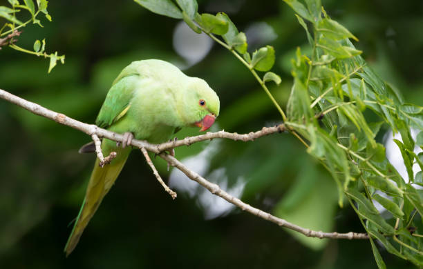 istock Portrait of a Rose-ringed Parakeet perching on a tree branch 2166152481
