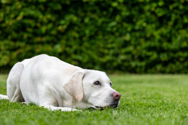 istock A white Labrador lies in the grass 2166154645