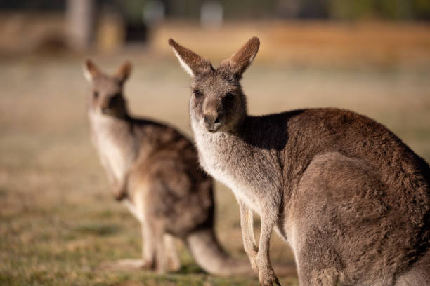 istock Two Beautiful Marsupial Australian Eastern Grey Kangaroo bathes in the morning light 2166154883
