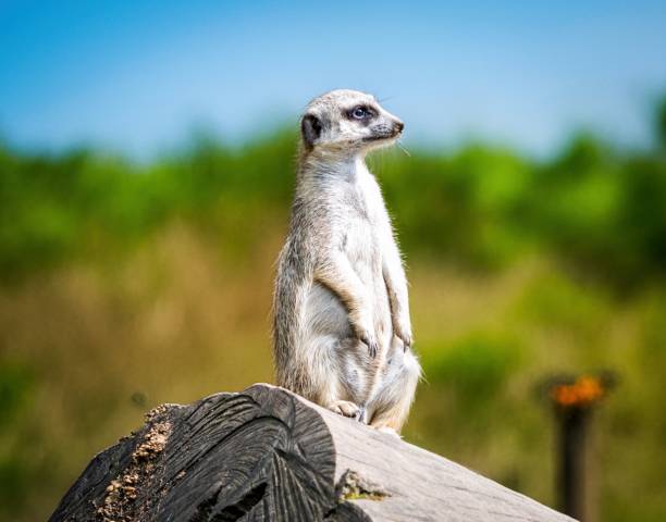 istock the meerkat on his viewing position 2166158215