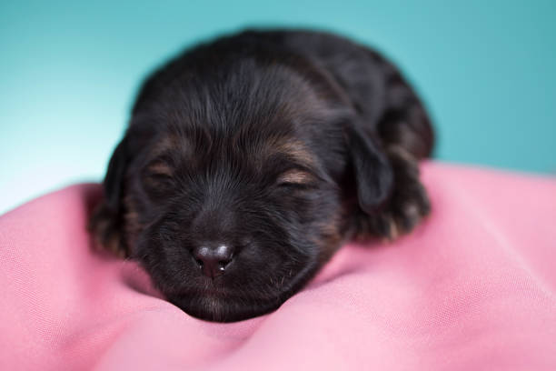 Newborn Australian Labradoodle Puppy In Basket