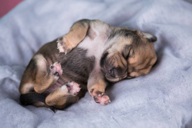 istock The dogs sleep, animals concept 2166161751