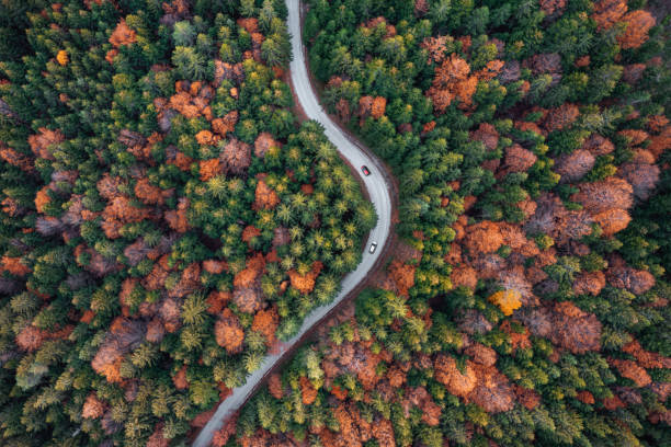 istock Two Cars Driving In Autumn Forest 2166161950