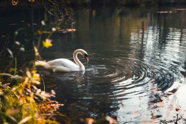 Swan swimming in a lake in autumn.