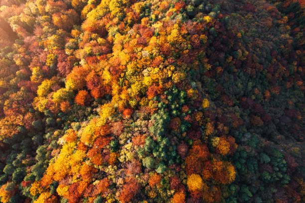 istock Aerial View On Colorful Forest 2166162029