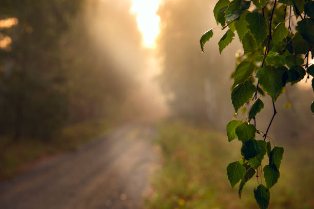Forest dirt road in fog and gentle sunlight. soft focus, blurred background, soft light and rays