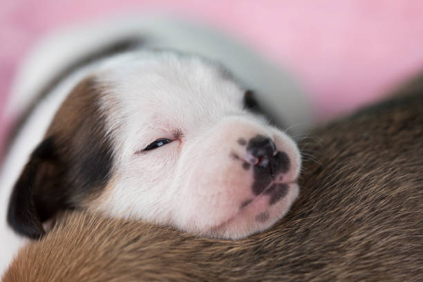 Three cute puppies sleeping on a red armchair.