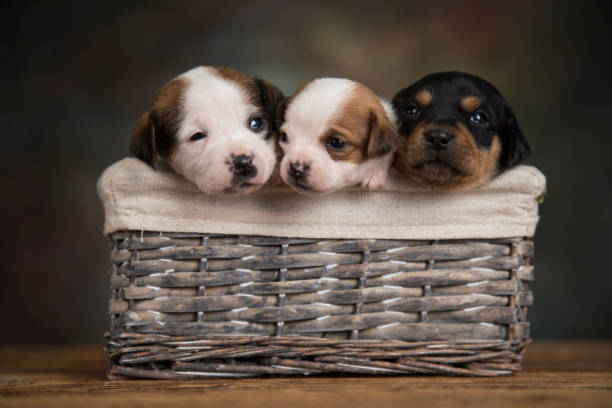 istock Small puppies in a wicker basket 2166162831