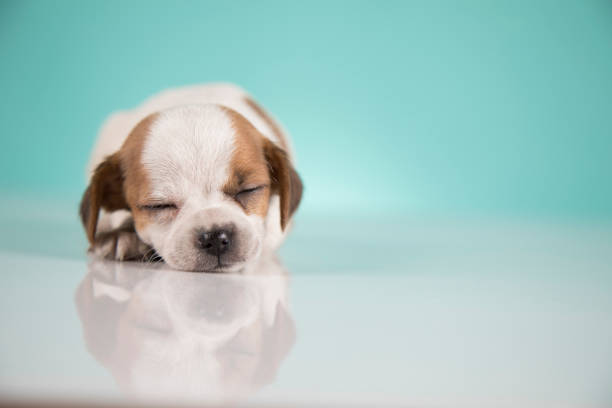 Portrait of the puppy dog