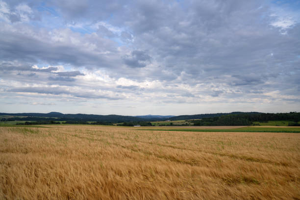 Wheat field in spring, North Rhine-Westphalia