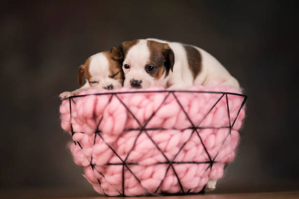 Portrait of the puppy dogs
