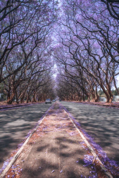 istock the jacaranda avenue at Harare, Zimbabwe 2166163206