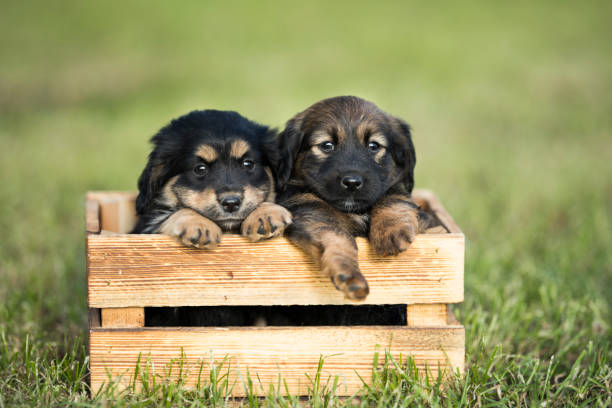 Portrait of the puppy dogs