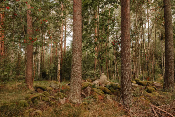 Swedish forest in late summer