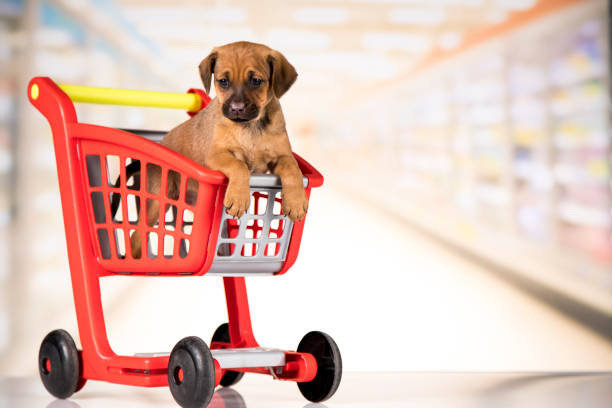 istock A dog in a shopping cart 2166164577