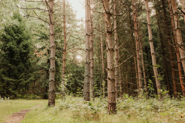 Swedish forest in late summer