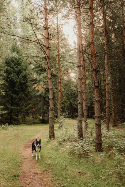 istock Dog walking in forest in late summer 2166165312
