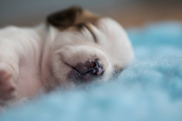Portrait of the puppy dog