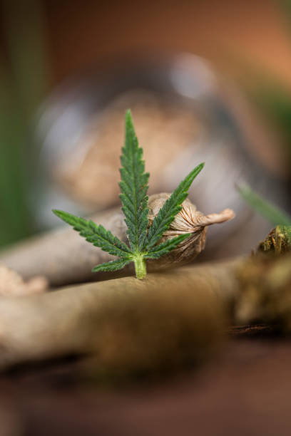 istock Blunt, Marijuana buds with cannabis leaves, cbd 2166166730