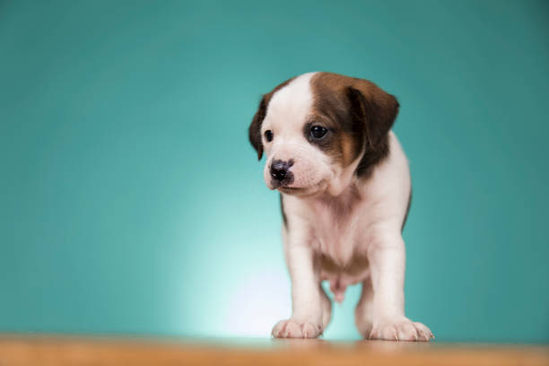 Little puppy dogs, animals concept