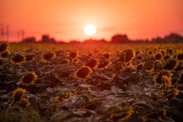 The Sun is going down behind blooming sunflower field
