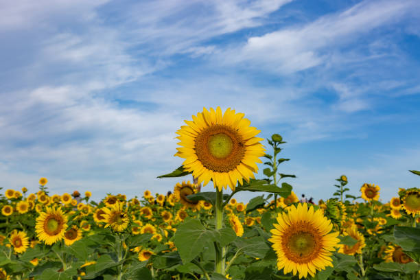 istock a view of a hill with sunflowers in bloom 2166169732