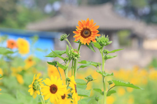 Sunflower field against blue sky