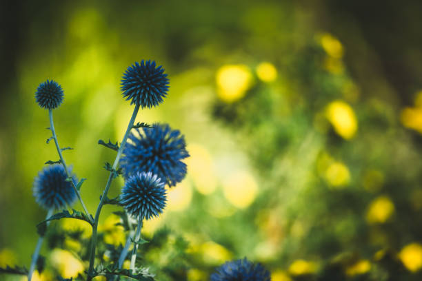 istock Garden summer theme - Globe thistle Echinops ritro amazing blue flowers Floral Pattern for Nature-Themed Decoration, Vibrant blue balls for Garden-Inspired Wallpaper or Desktop Background 2166172181