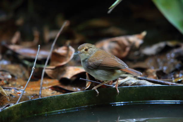 istock White-chested babbler or Malayan swamp babbler (Pellorneum rostratum) in Malaysia 2166175382