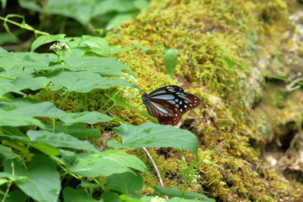 istock The chestnut tiger butterfly (Parantica sita) is named for the bold brown, black, and white patterns 2166175501