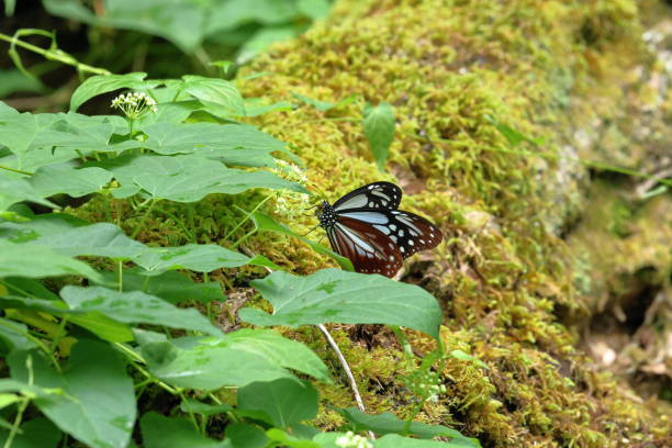 istock The chestnut tiger butterfly (Parantica sita) is named for the bold brown, black, and white patterns 2166175557