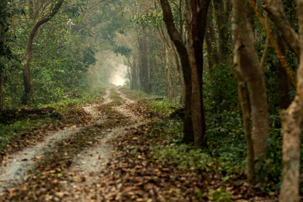 istock Scenic Forest Road at Buxa Tiger Reserve, West Bengal 2166177910