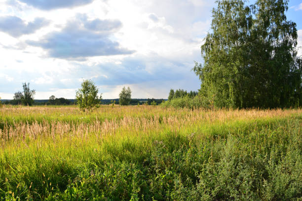 a field with some birch trees, cloudy sky and sunbeams copy space