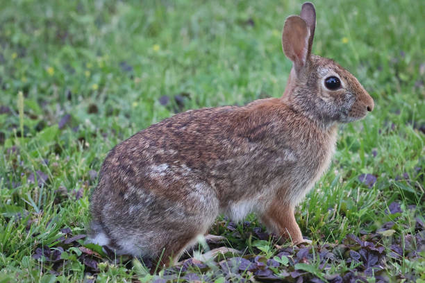 istock Hare Portrait At Dusk 2166179991