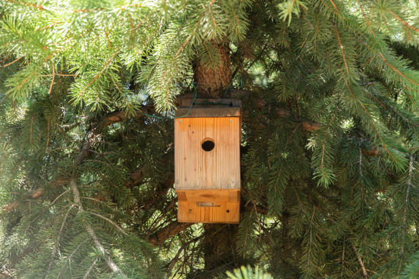 istock Wooden birdhouse closeup 2166180332