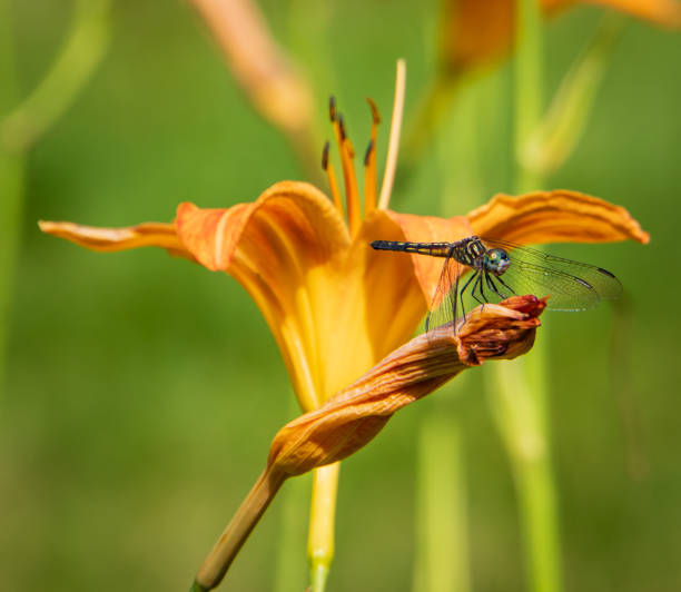 Hover Fly (Allograpta oblique) feeding on the pollen of an orange Tiger Lily. Sometimes known as Syrphid, Flower or Drone Flies.