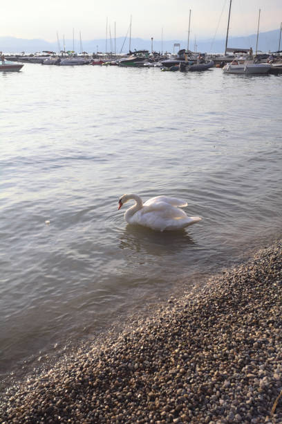 Swan standing by a pebble lakeshore at sunset