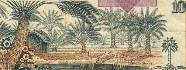 istock Palm Tree Plantation Pattern Design on Saudi Arabian Banknote 2166184203