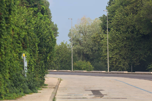 Pavement bordered by plants and trees by the edge of a road on a summer day