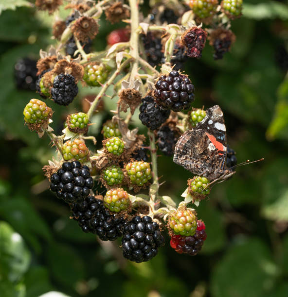istock Red admiral butterfly on blackberries 2166187073