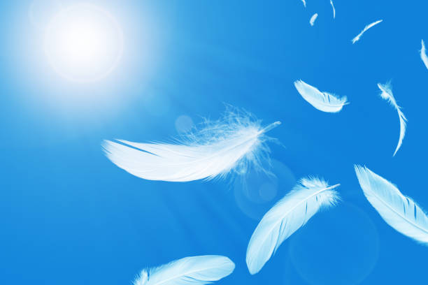 istock Abstract White Bird Feathers Floating in A Blue Sky. Sunlight Shines Down on The Feathers. Softness of Feathers Falling in Heavenly. Freedom, Symbol of Peace. 2166187220
