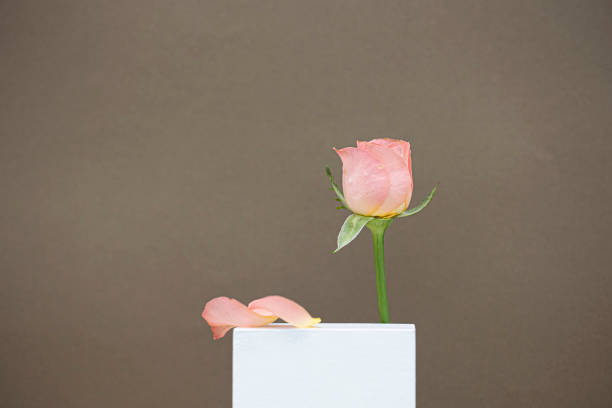 Pink rose with gift box