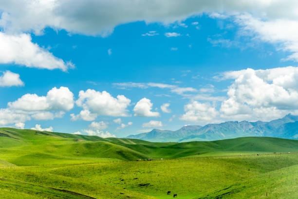 Rolling Meadows under Xinjiang Skies
