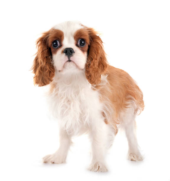 istock puppy cavalier king charles 2166192725
