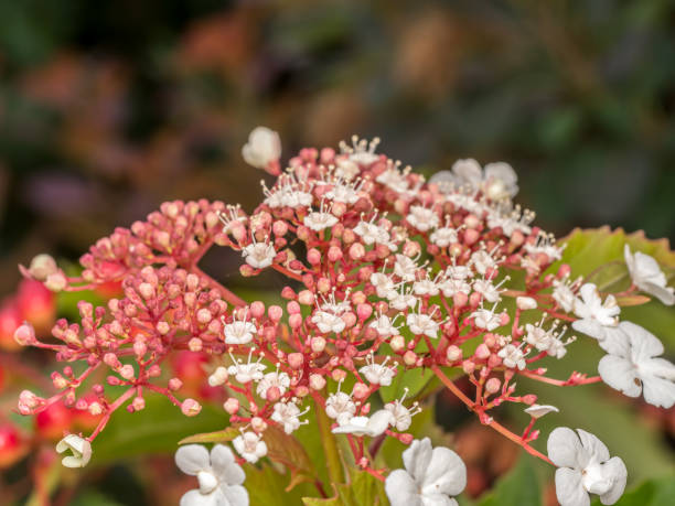 istock Closeup of Hydrangea quercifolia Snowflake flowers 2166194295