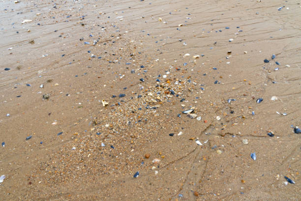Shell series: sea shells in various colors